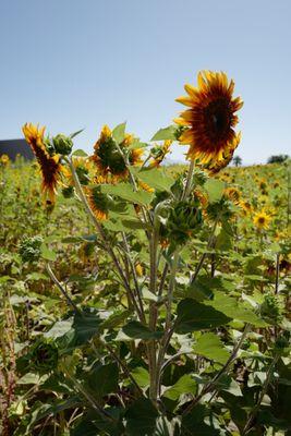 Sunflower days at Vertuccio Farms