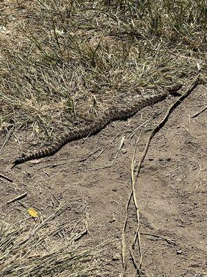 Be careful my son walked right next to it and didn't see it. Luckily I was on high alert