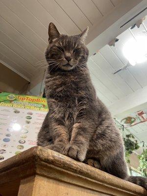 Angel, the nursery cat!