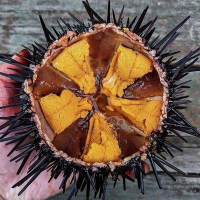 Santababra sea urchin