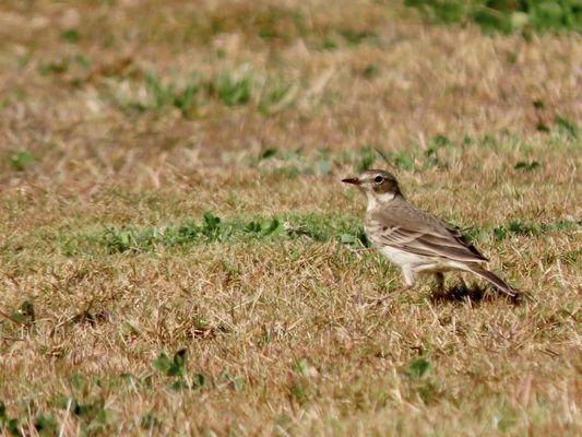 American pipit