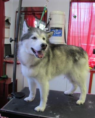 Blaize after his Bath and Brush Out