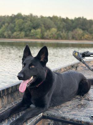 Uno, getting in some time on the boat. She is an HR Detection dog training through Pebble Creek