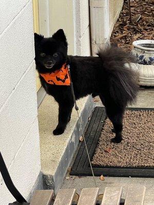 Louie after his bath and groom.  he always comes home looking great.