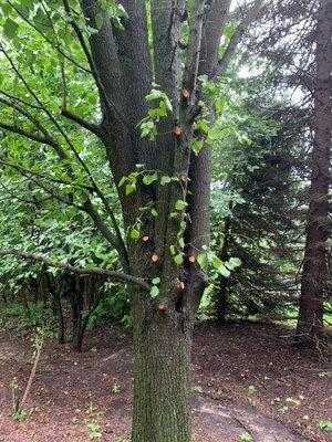 None of these cuts were in the scope of work nor were we consulted prior to Branch Tree removing them.