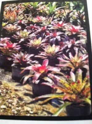 Bromeliads for sun and shade