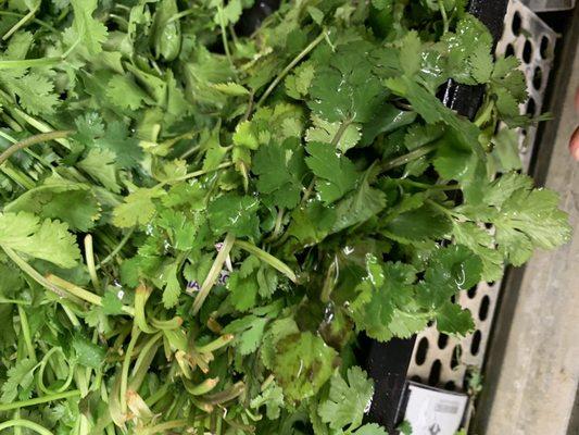 Rotten cilantro