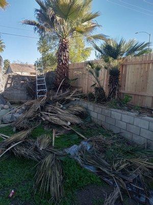 Clean palm trees