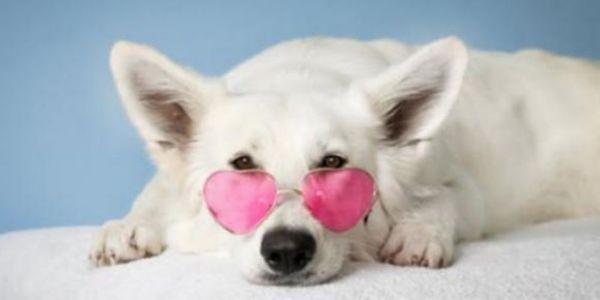 http://amshpetvet.com/blog/131573-top-10-signs-of-heart-disease-symptoms-to-look-for-in-your-pet