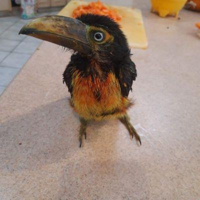 2024 Hatch Collared Aracaris Babies-tame & Playful- Only $2200. call 619-447-4171 for more information