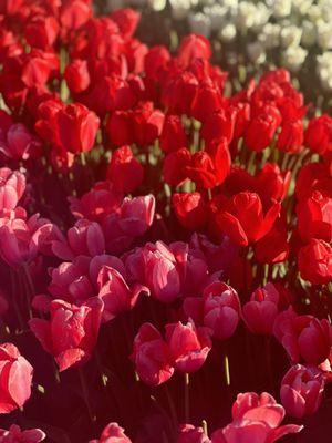 Beautiful tulips