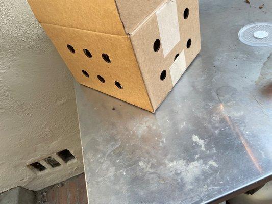 Big ol holes in the outer box for hundreds of bugs to escape through.