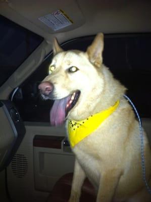 Taken after picking him up from a bath. Notice his sharp looking bandanna :)