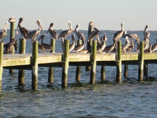 Pelicans on the Rappahannock.