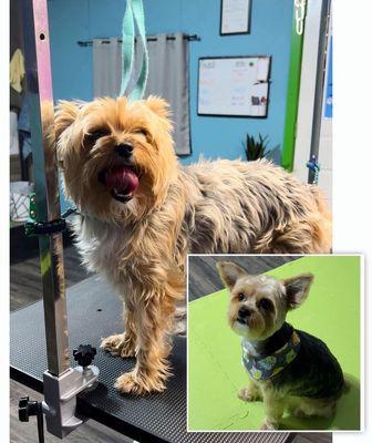 Yorkies before & After!