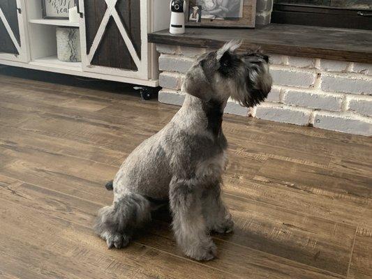 Mini Schnauzer 4 months old