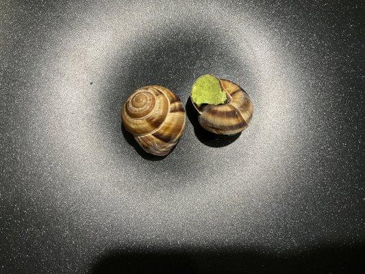 Escargots