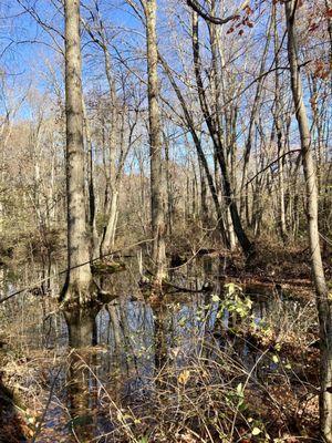 Vernal pool