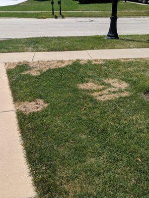 Damaged/dead grass left in my neighbors front yard due to the crew digging to find property stake.