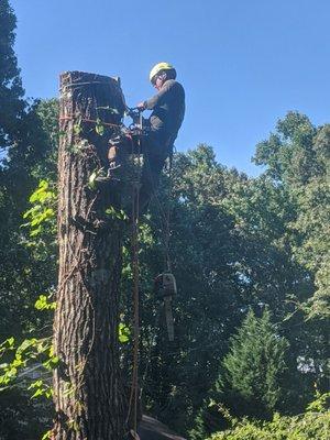 Cutting huge tree