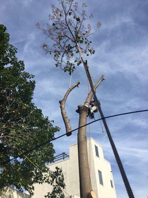 Catalpa lowering