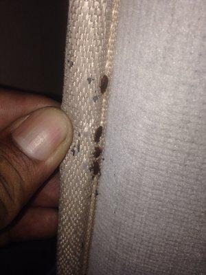 Bedbug control