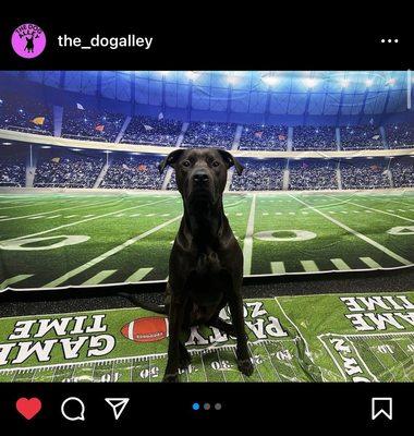 Our pooch enjoying the Dog Super Bowl tailgate party at Dog Alley