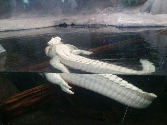 Albino alligator