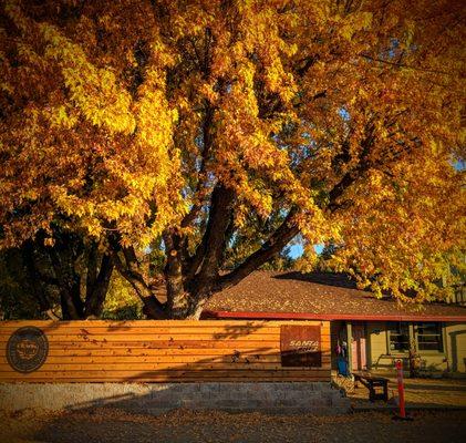 Fall colors in Quincy, CA