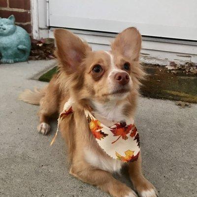 Bently posing after his grooming with Dylana