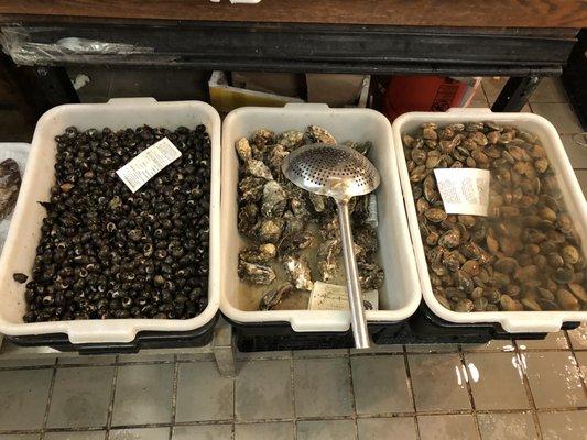 Sea Snails and Clams