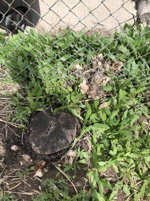 Before photo of invasive tree stump regrowing and shooting up into the fence