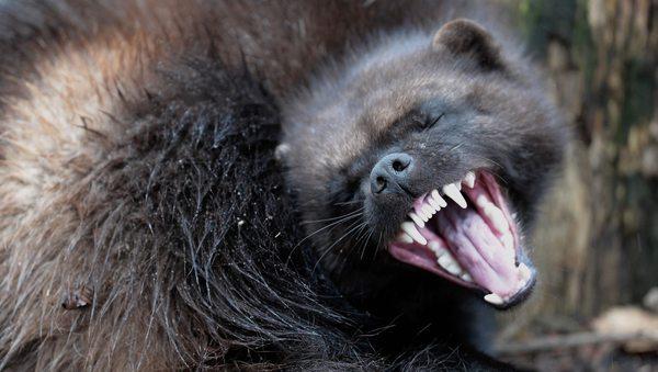 A beautiful wolverine spotted while hiking.