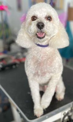 Sugar at The pawsitive salon