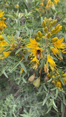 Bee pollinating Bladder Pod bush