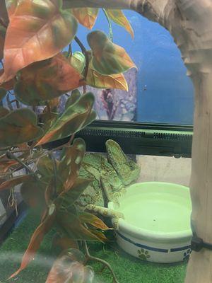 Veiled chameleon in enclosed tank with bowl of water (they need a screened tank and running water to drink or a mister)