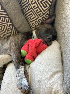 Rose Tyler during one of her nap times. She enjoys her beauty sleep.