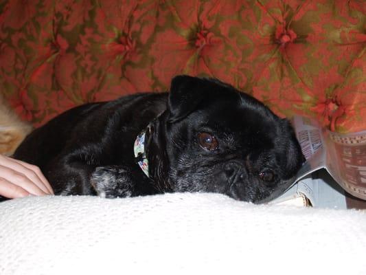 Senior Pug Love....