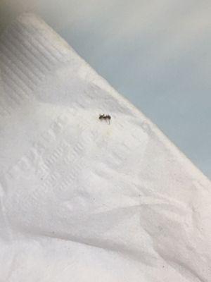 Upclose of one of the many ant crawling near the plate