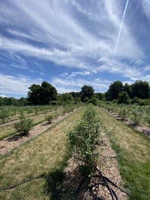 "Pick Your Own" Blueberries