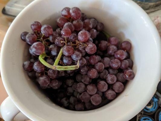 Champagne grapes, shelter in place