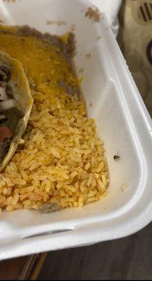 A roach in my carne asada taco meal