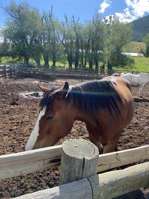 The horses seemed defeated and sad. Not well taken care of.