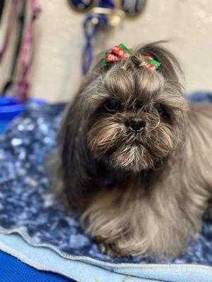 Myrtle with her Christmas bow