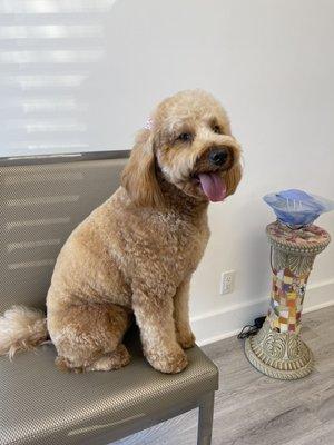 Our Goldendoodle after her grooming session at NamasteGrand