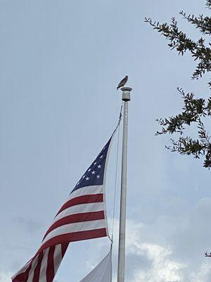 Hawk kept watch while we ate