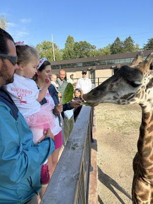 Feed the Giraffe.