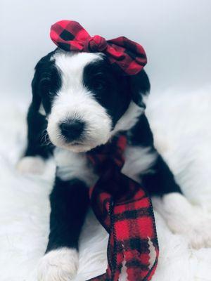 This is Gypsy 3; a sheepadoodle (Olde English Sheep Dod and Standard Poodle Mix. She is already IN LOVE with Dr Hansen, Lisa and staff.