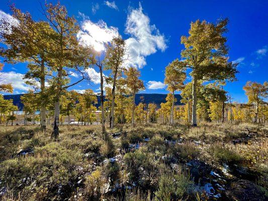 Inside Pando Aspen Grove (second largest living organism!)