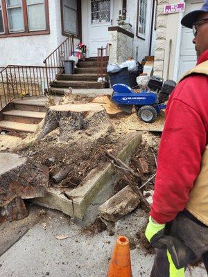 Tree Stump Grinding